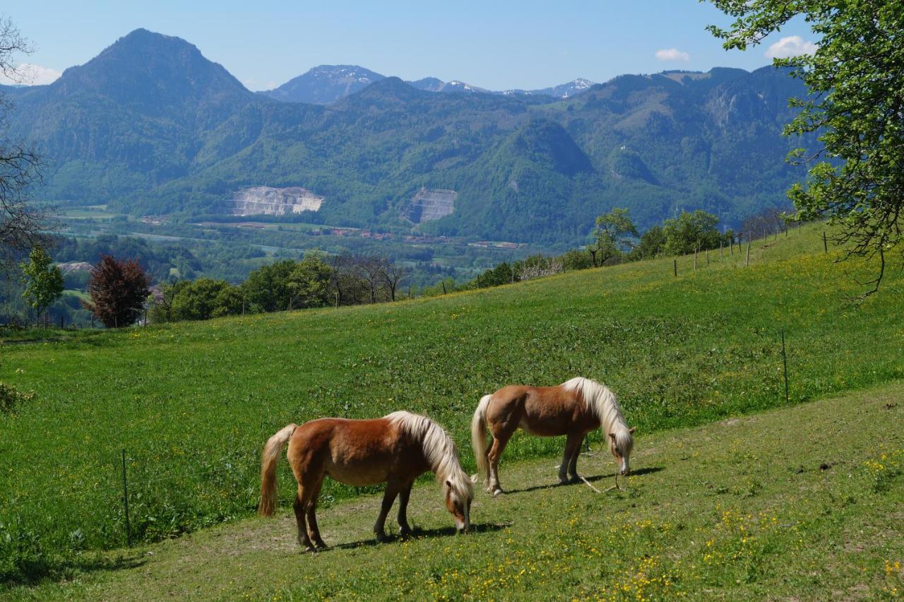 Schoberhof Séjour à la ferme